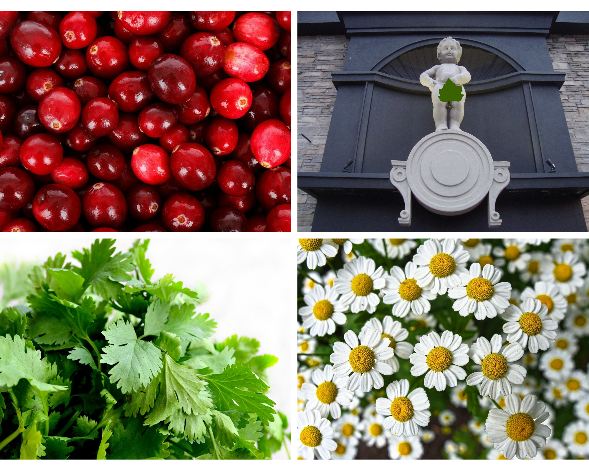 Jakie są domowe sposoby na zapalenie pęcherza i cewki moczowej?