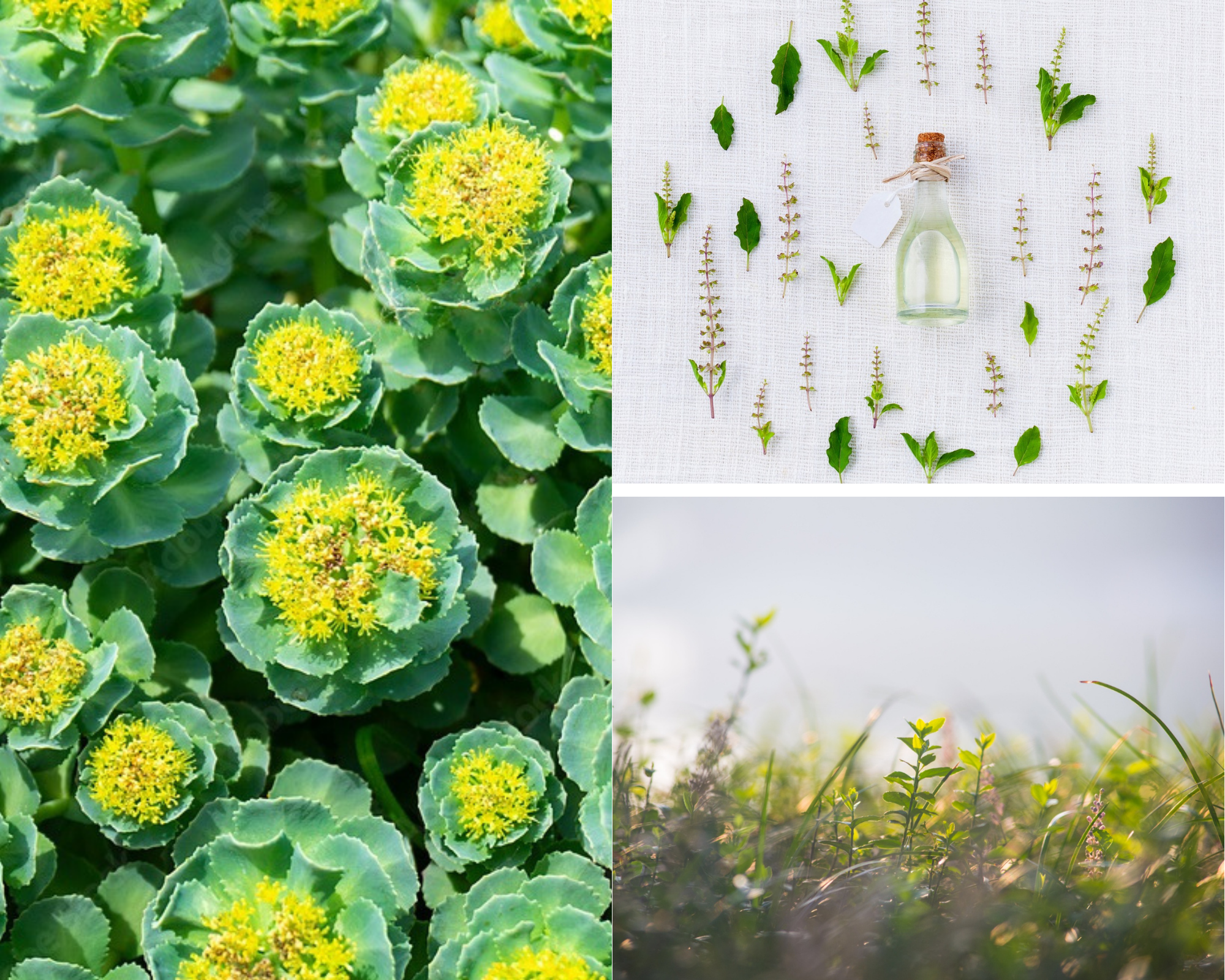 Różeniec górski — zioło o wszechstronnym zastosowaniu